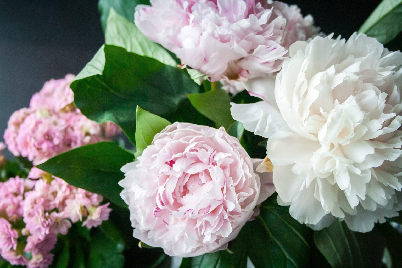 Different types of peony flowers you should know about | Pansy Maiden