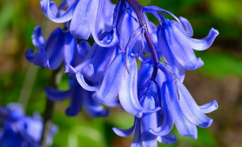 bluebell-flower-meaning-symbolism-and-colors-pansy-maiden