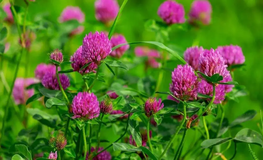 Clover Flower: Meaning, Symbolism, and Colors | Pansy Maiden