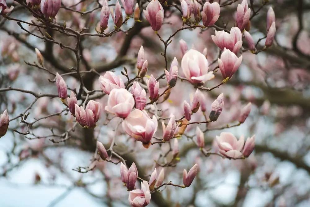 Magnolia Flower Meaning Symbolism And Colors Pansy Maiden