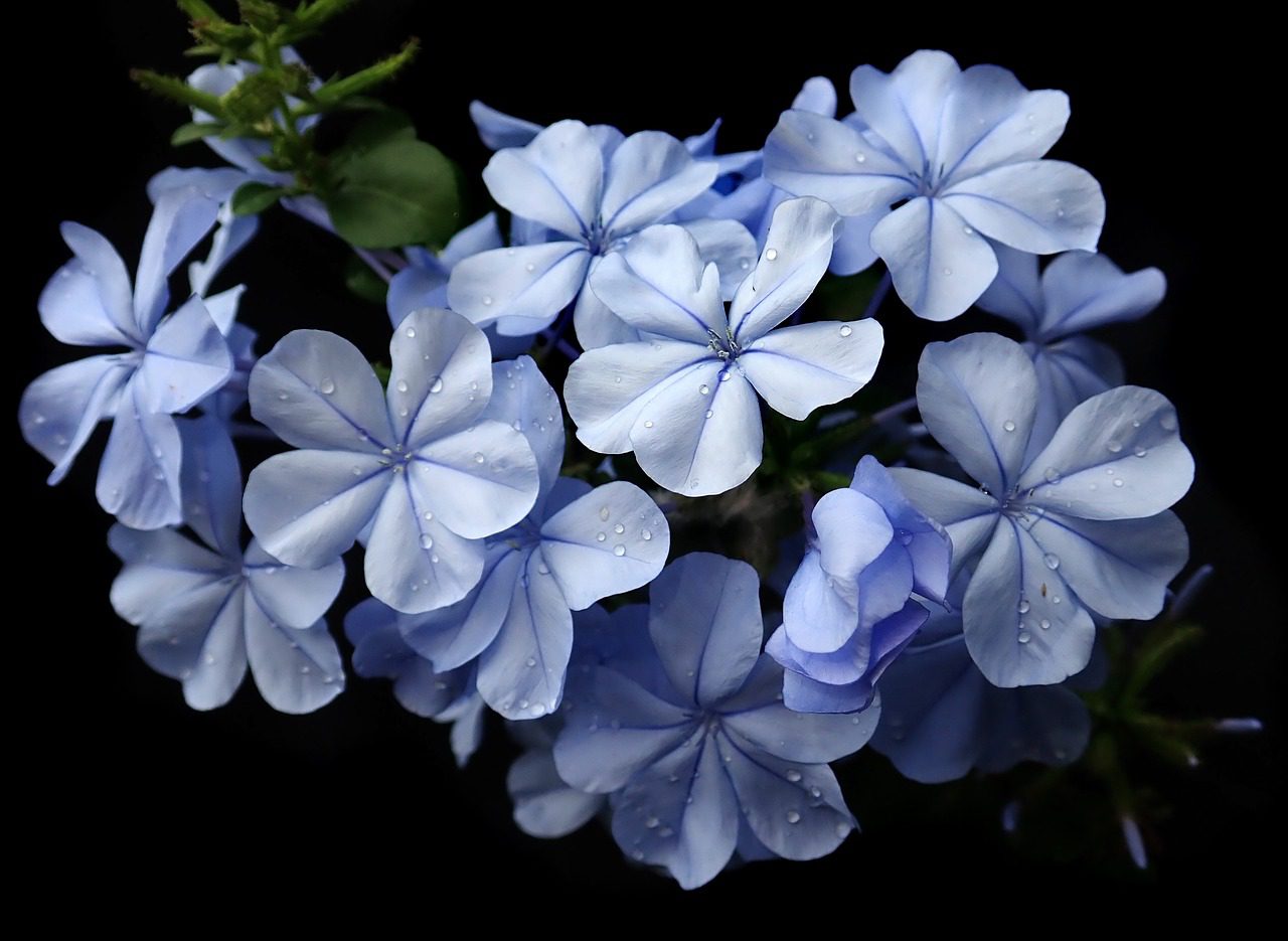 plumbago-flower-meaning-symbolism-and-colors-pansy-maiden