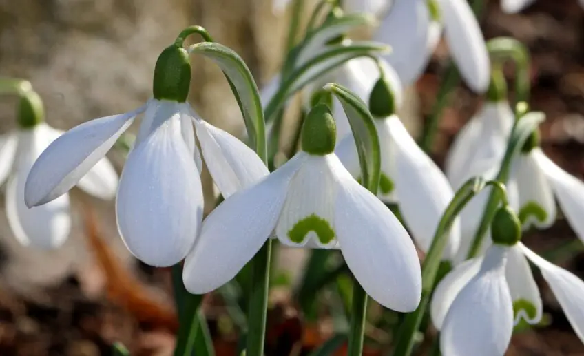 snowdrop-flower-meaning-symbolism-and-colors-pansy-maiden