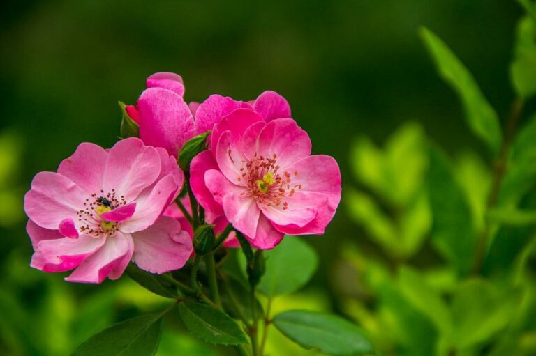 sweet-briar-flower-meaning-symbolism-and-colors-pansy-maiden