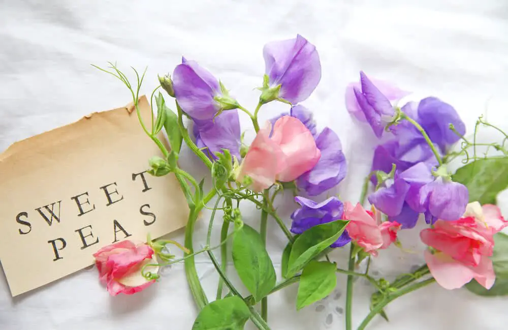 Sweet Pea Flower Meaning In Hindi